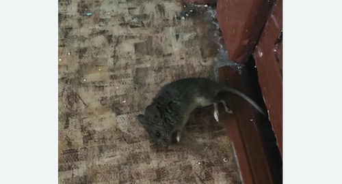 Дезинфекция от мышей в Сарапуле